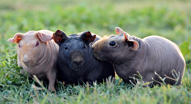 What are hairless guinea pigs called?