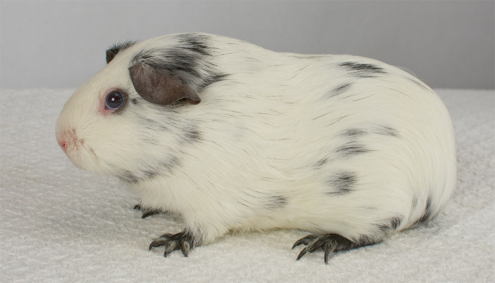 californian guinea pigs for sale