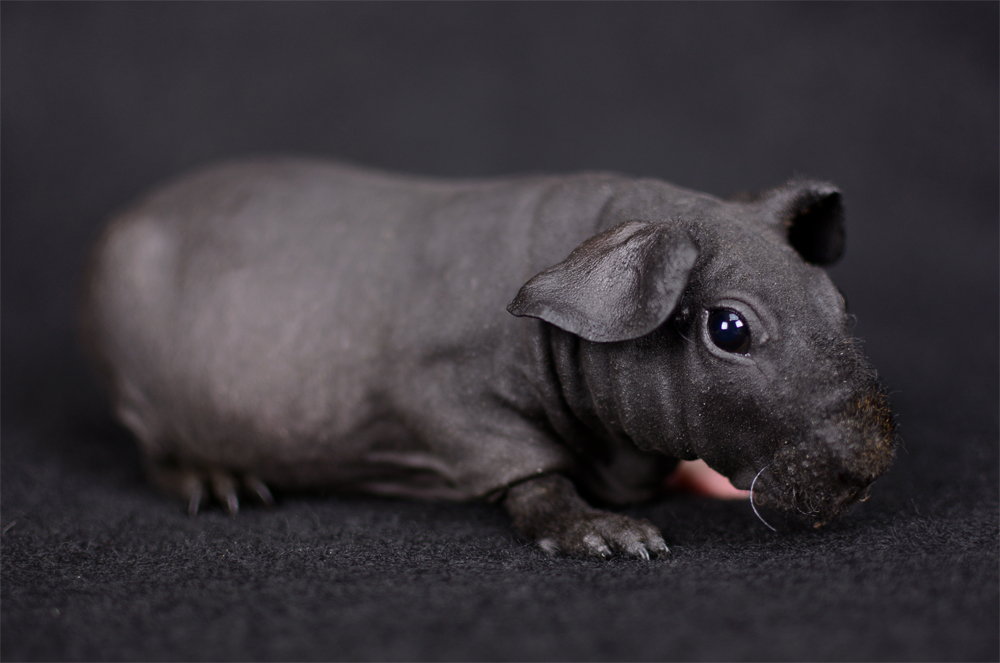 Santa Barbara Skinny Pigs