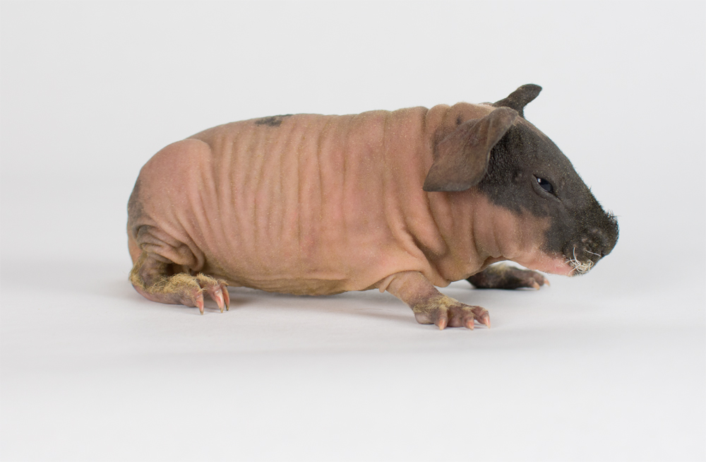 Santa Barbara Skinny Pigs