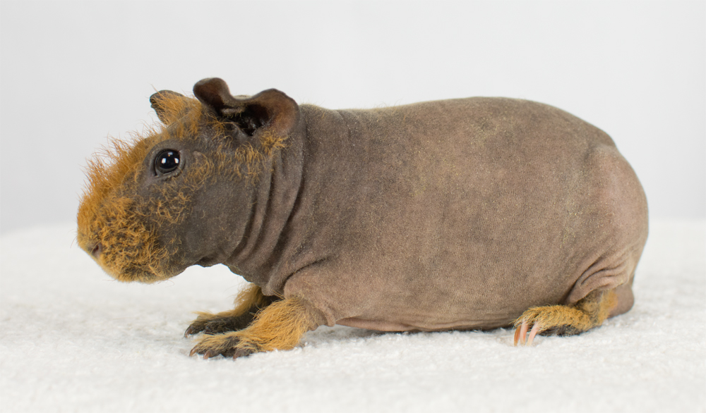 skinny guinea pig for sale
