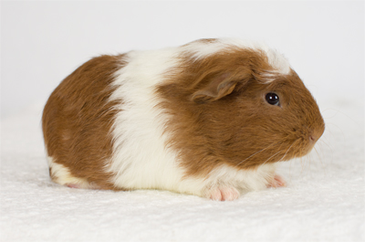 Santa Barbara Skinny Pigs