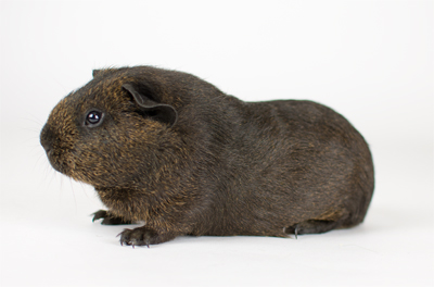 Santa Barbara Skinny Pigs