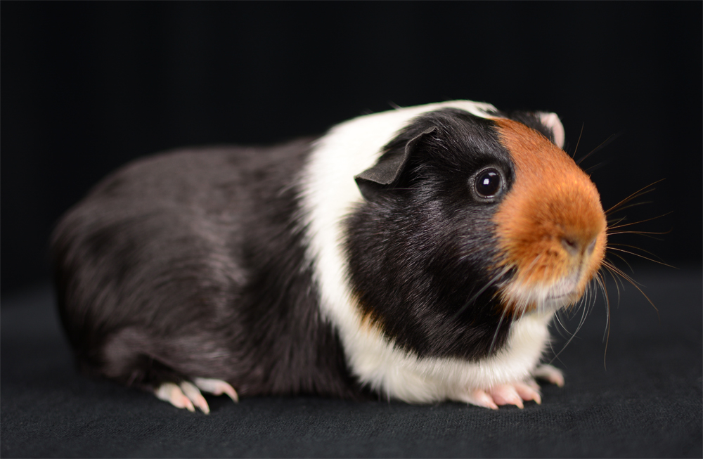 Santa Barbara Skinny Pigs