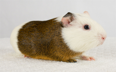 Santa Barbara Skinny Pigs