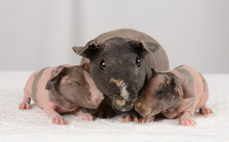 skinny guinea pig for sale near me