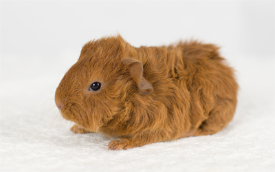 Santa Barbara Skinny Pigs